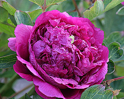 Пион древовидный Цветы Дракона