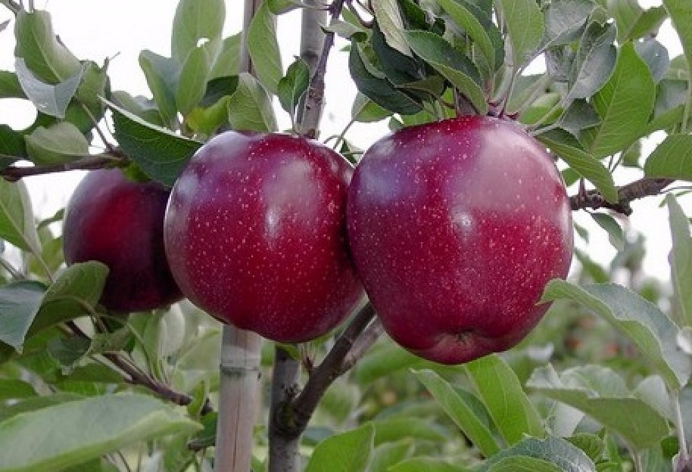 Яблоня Черный принц (Ред джонапринц)