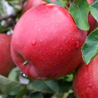 Яблоня Чемпион