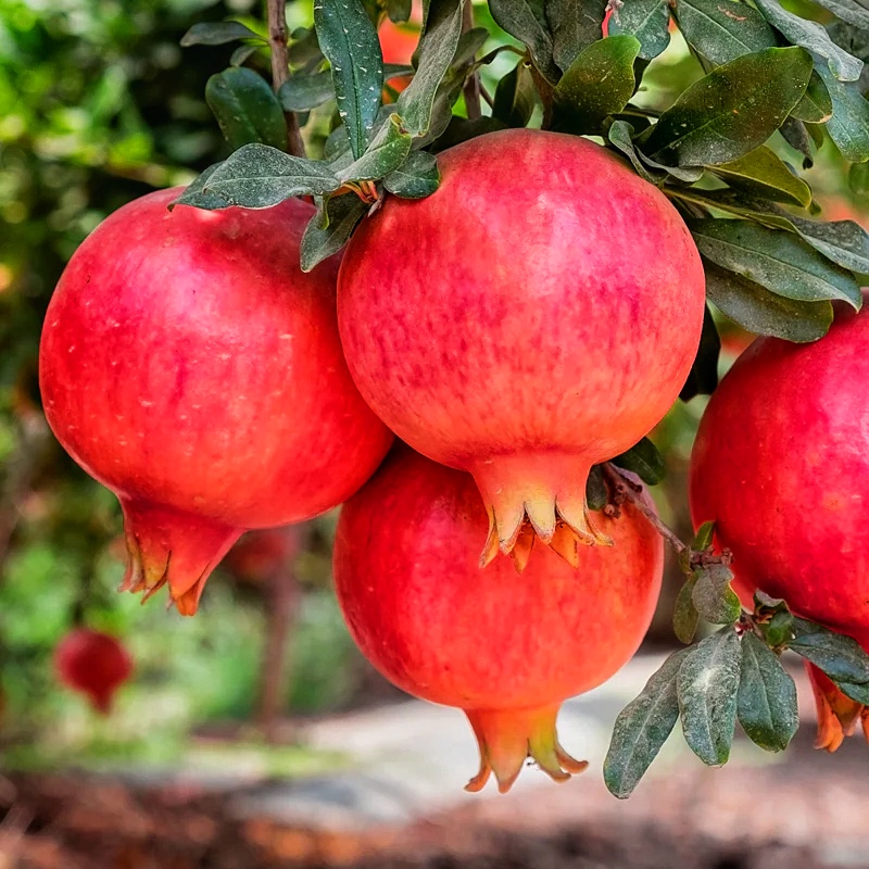 Гранат Азиатский