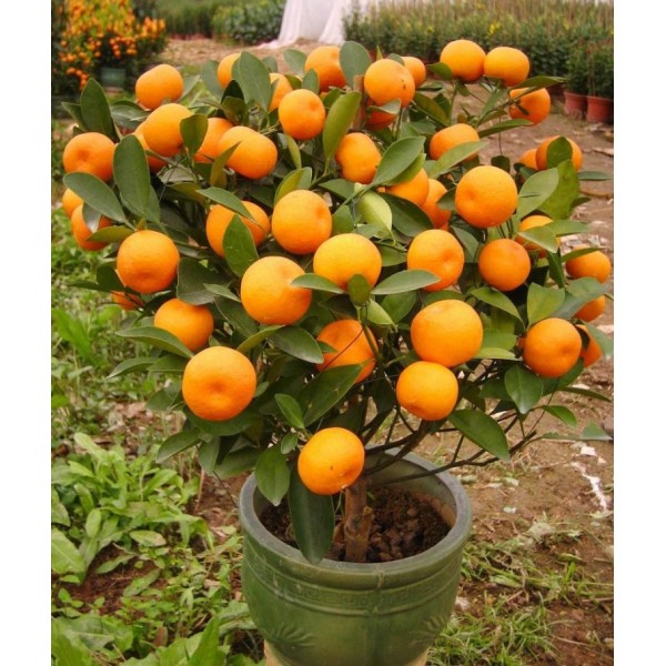 Мандарин Уншиу