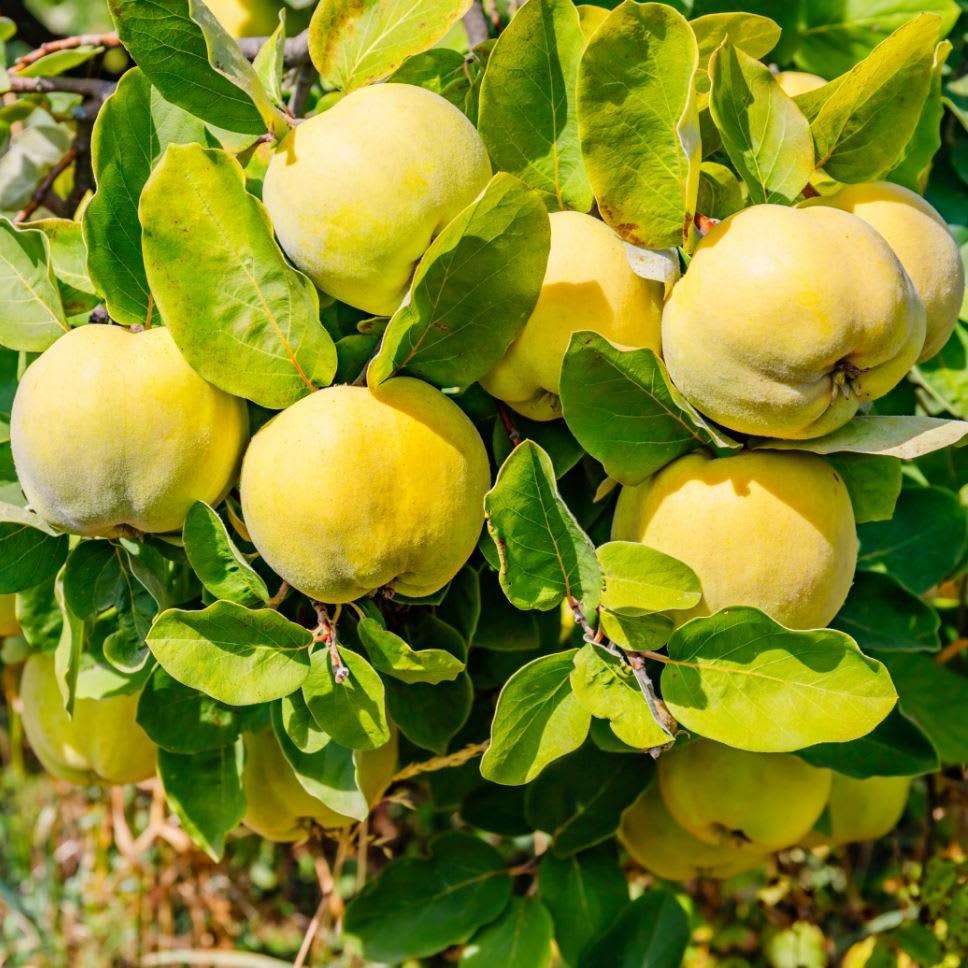 Айва Скороспелка