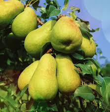 Груша колоновидная Нежность