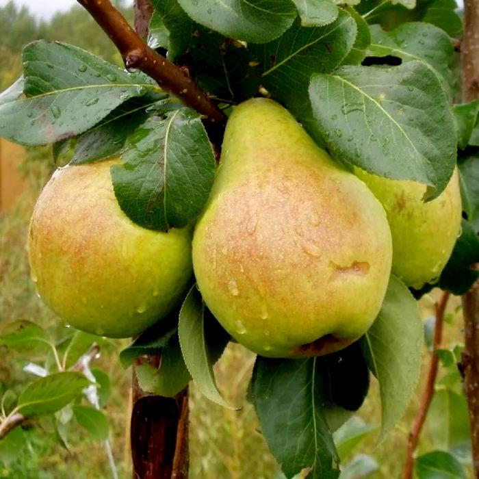 Груша колоновидная Москвичка