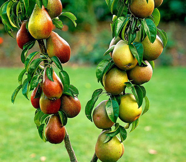 Груша колоновидная Бело-красная