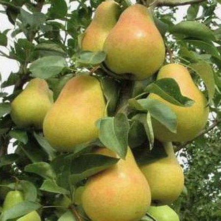 Груша колоновидная Сапфира