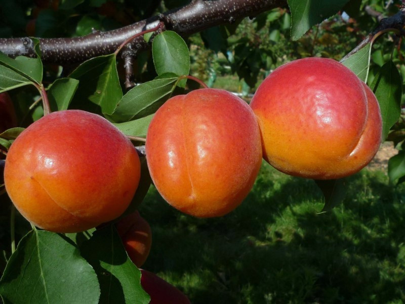 Абрикос Кулгат