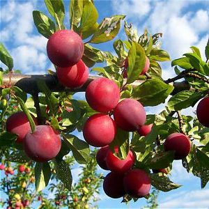 Алыча Крупноплодная