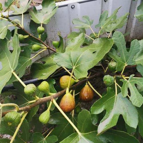 Инжир Кадота