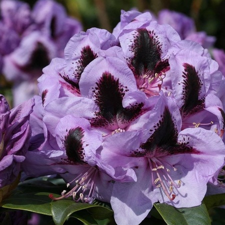 Рододендрон Гибридный Металлика(Metallica)