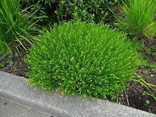 Сантолина Зеленая