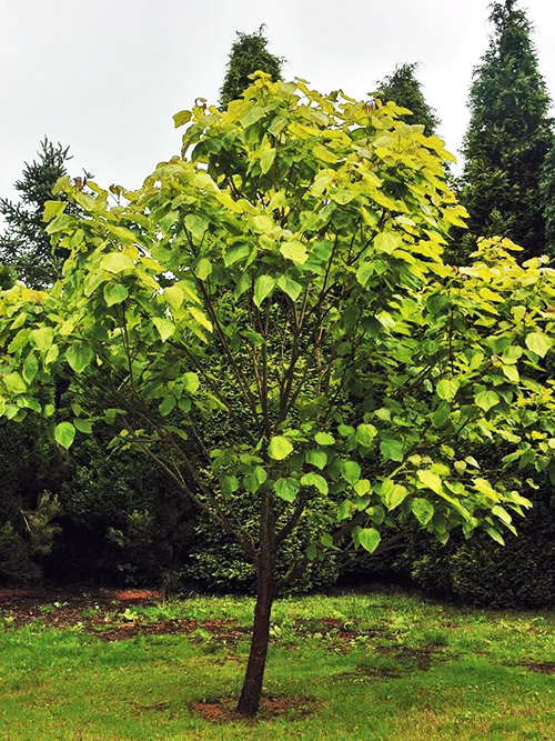 Катальпа бигнониевидная Кене(Catalpa bignonioides Aurea)
