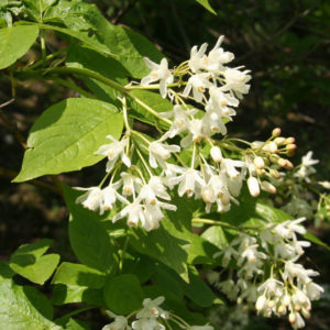 Клекачка колхидская(Джондж оли)