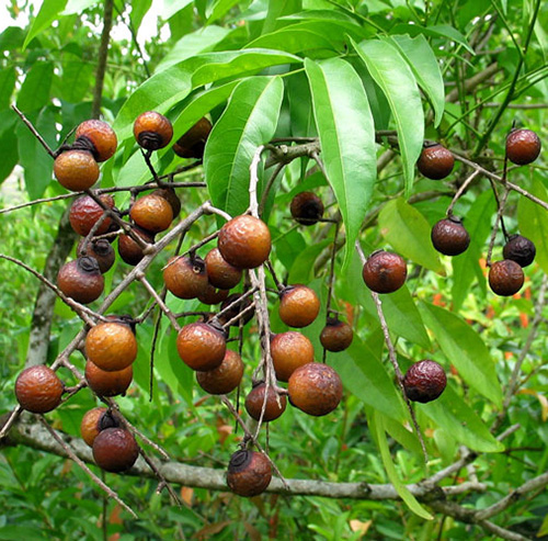 Сапиндус(Мыльное  Дерево)