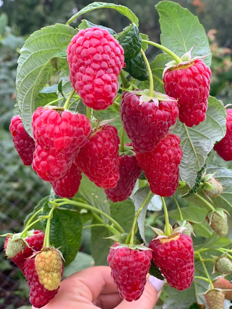 Малина Весена