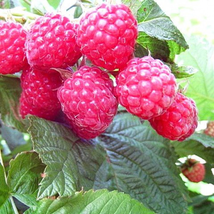 Малина Пингвин