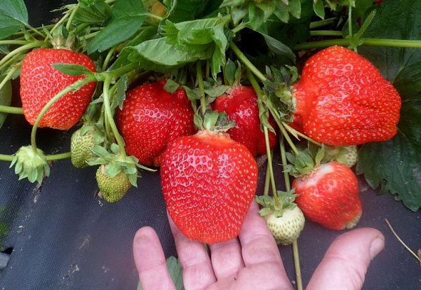 Клубника Дарселект