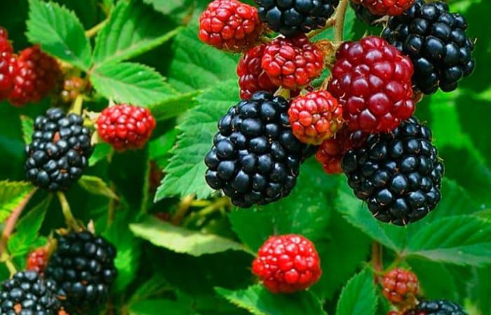 Ежевика Изобильная