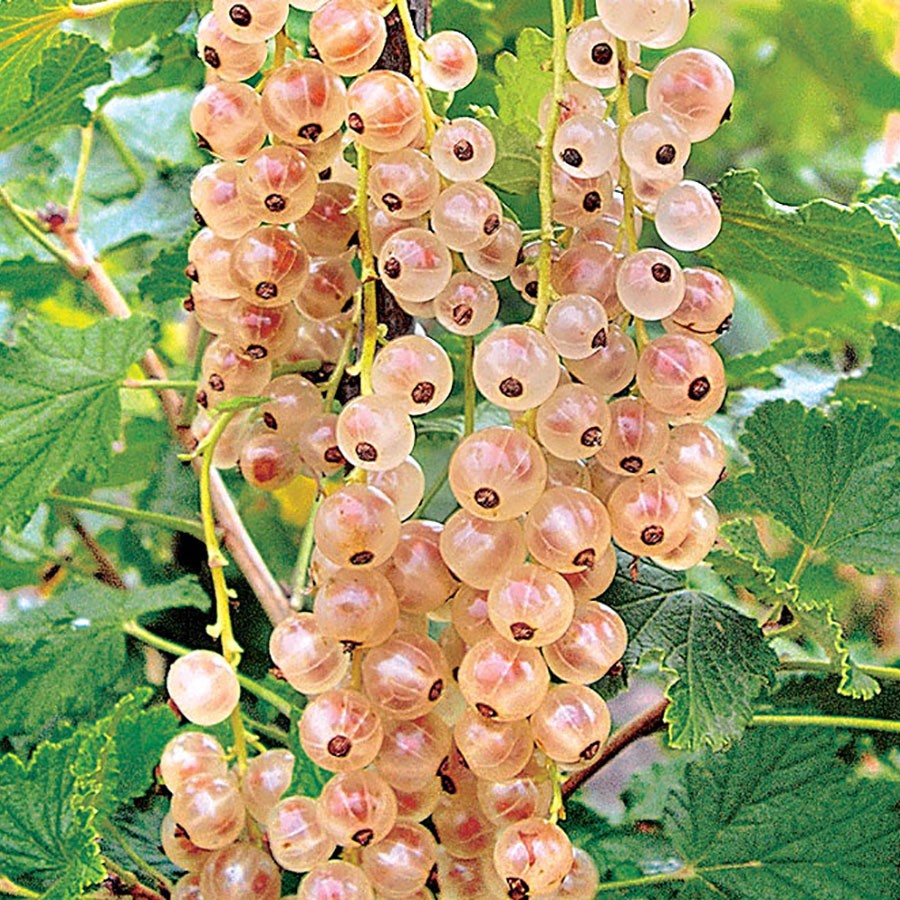 Смородина Белая Кремовая