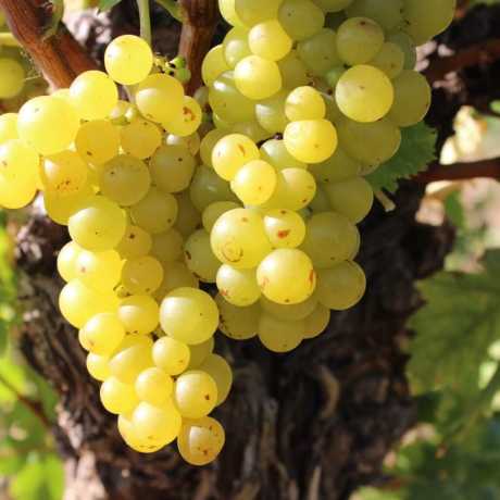 Виноград Восторг белый