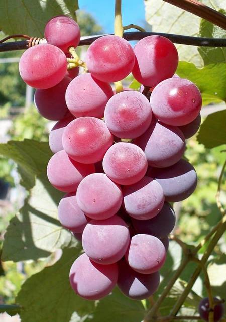 Виноград Лидия