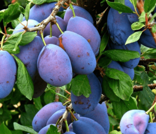 Слива Смолинка