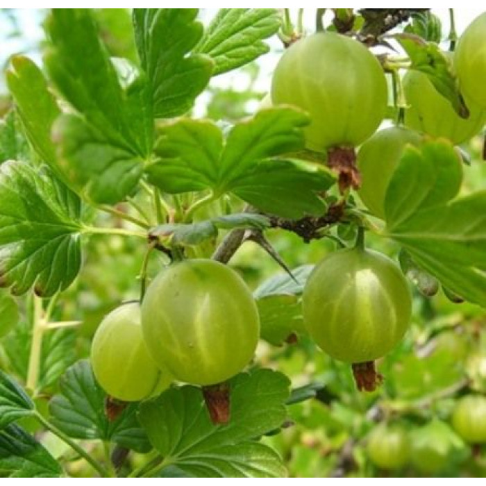 Крыжовник Юбилейный